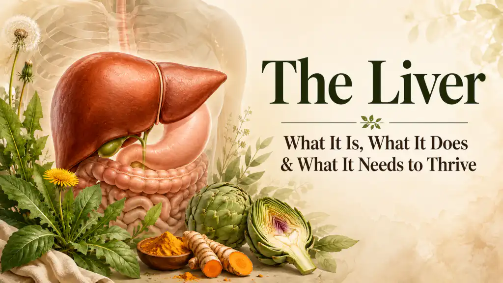 The Liver: One of the Hardest-Working Organs in the Body — And What It Needs to Thrive liver health featured image
