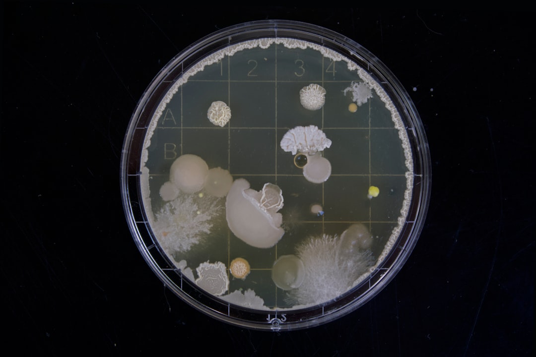 Stem Cells: One of the Body’s Most Important Systems for Renewal and Repair Laboratory cell cultures representing the specialized environment surrounding stem cells