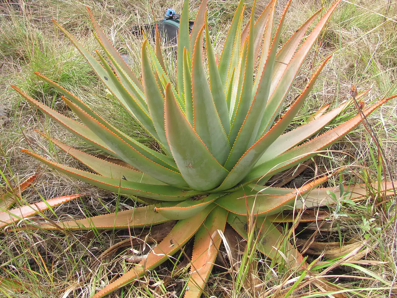 Aloe macroclada growing in its natural habitat in Madagascar. Photo by Julskijames, CC BY-SA 4.0.
