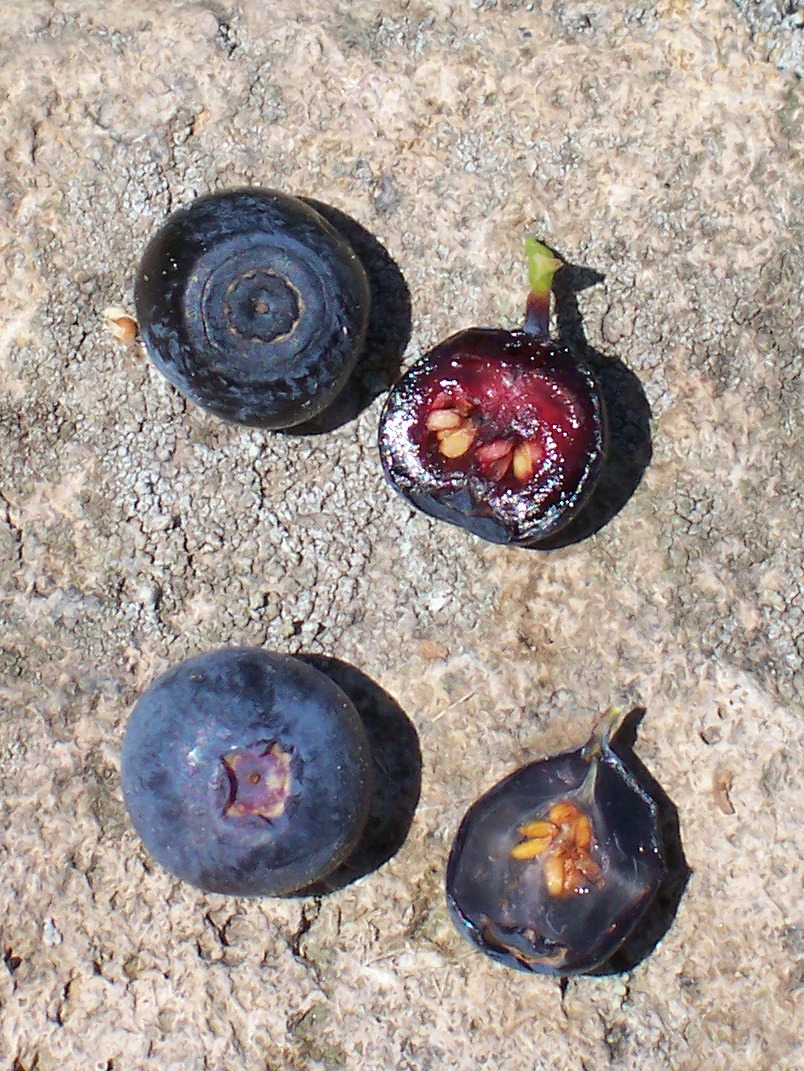 Whole and cut Vaccinium myrtillus berries with purple flesh in the top row, compared with pale-fleshed Vaccinium uliginosum berries below.