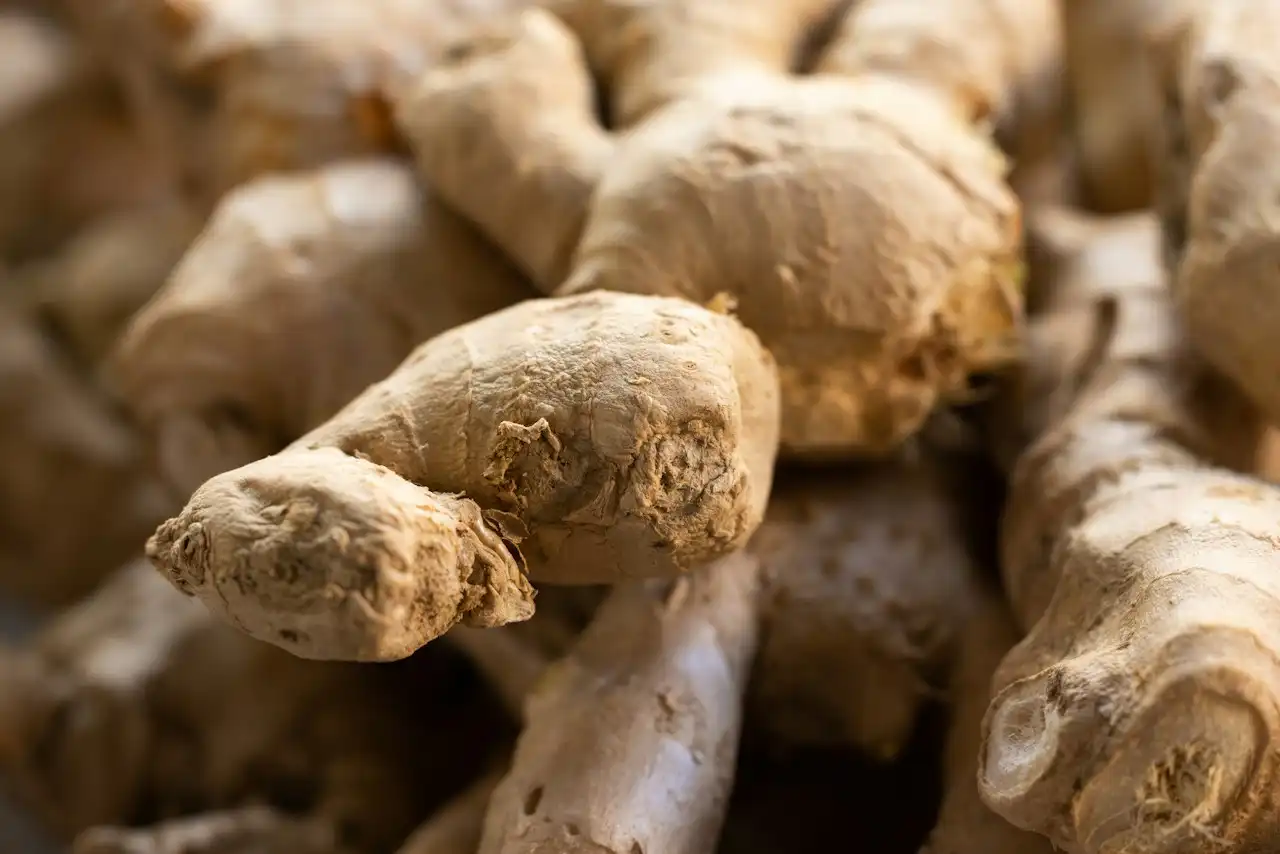 Ginger rhizomes, warming pungent digestive herb