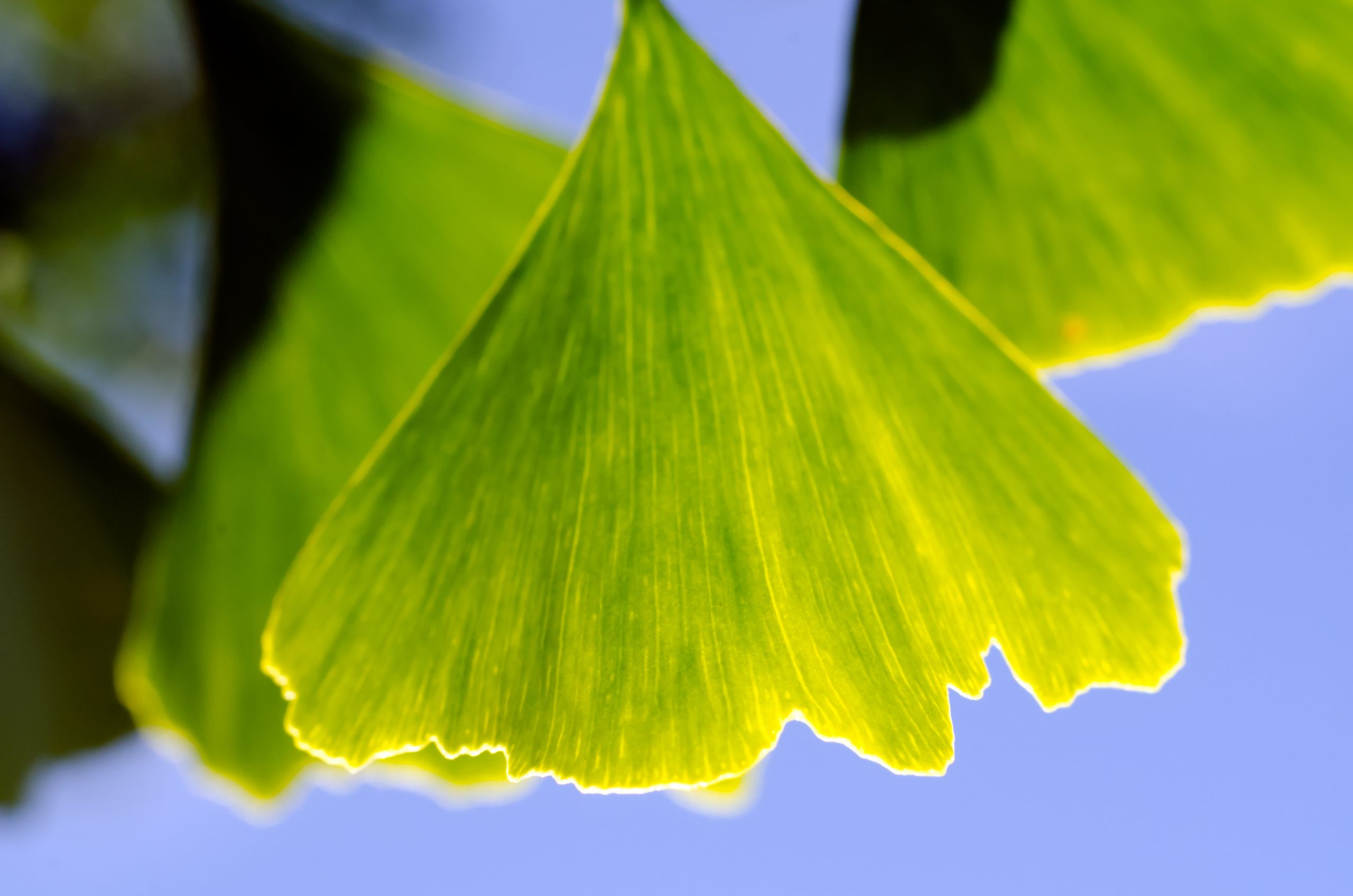 When Your Mind Begins to Change: Why Ginkgo Biloba Has Been Valued for Memory and Circulation for Generations The branching veins of a Ginkgo biloba leaf