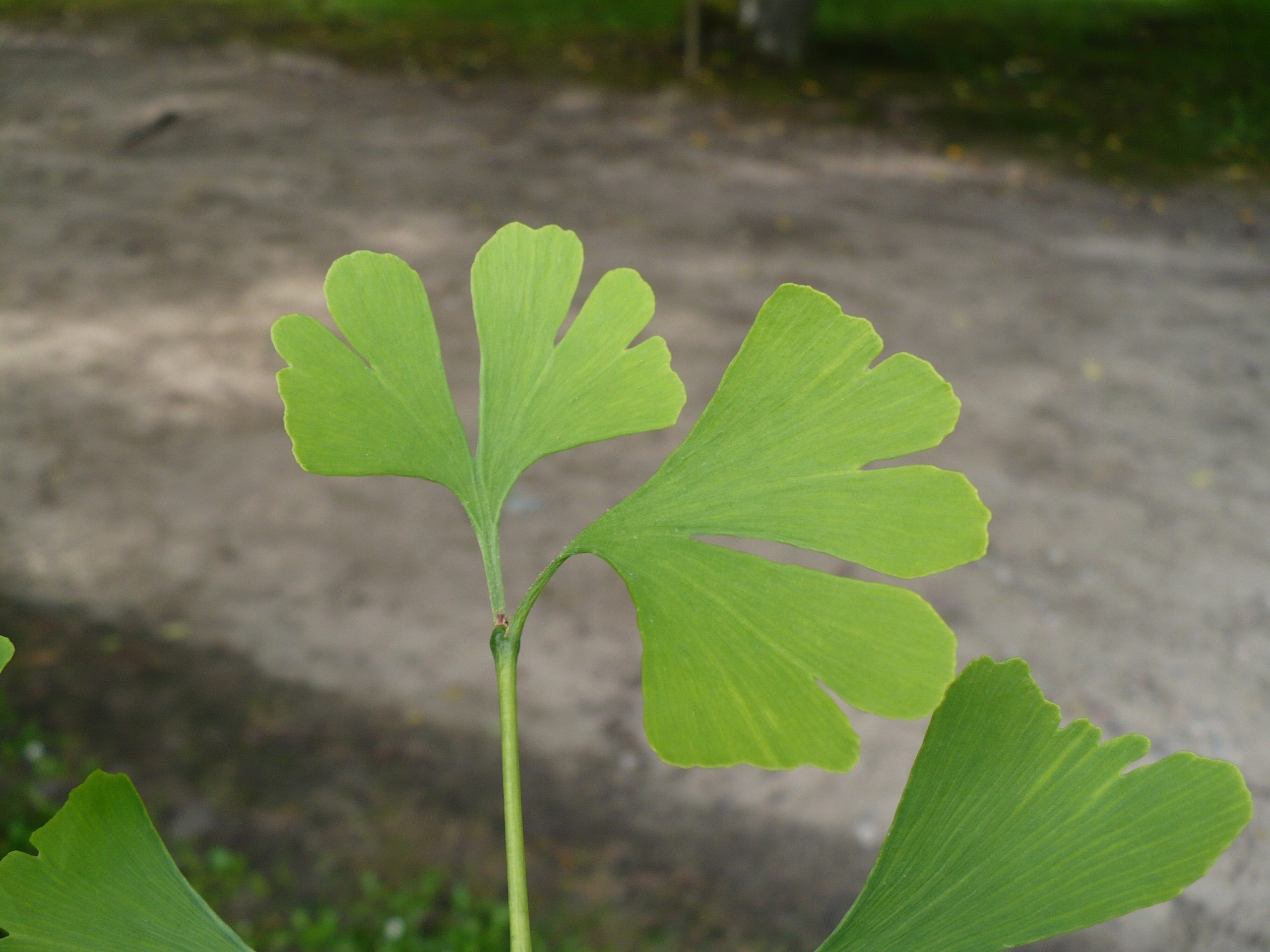 When Your Mind Begins to Change: Why Ginkgo Biloba Has Been Valued for Memory and Circulation for Generations Real Ginkgo biloba leaves growing on a tree