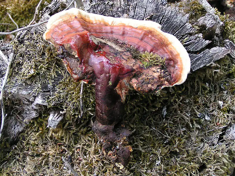 Ganoderma lucidum reishi mushroom. Photo by Eric Steinert, CC BY-SA 3.0.