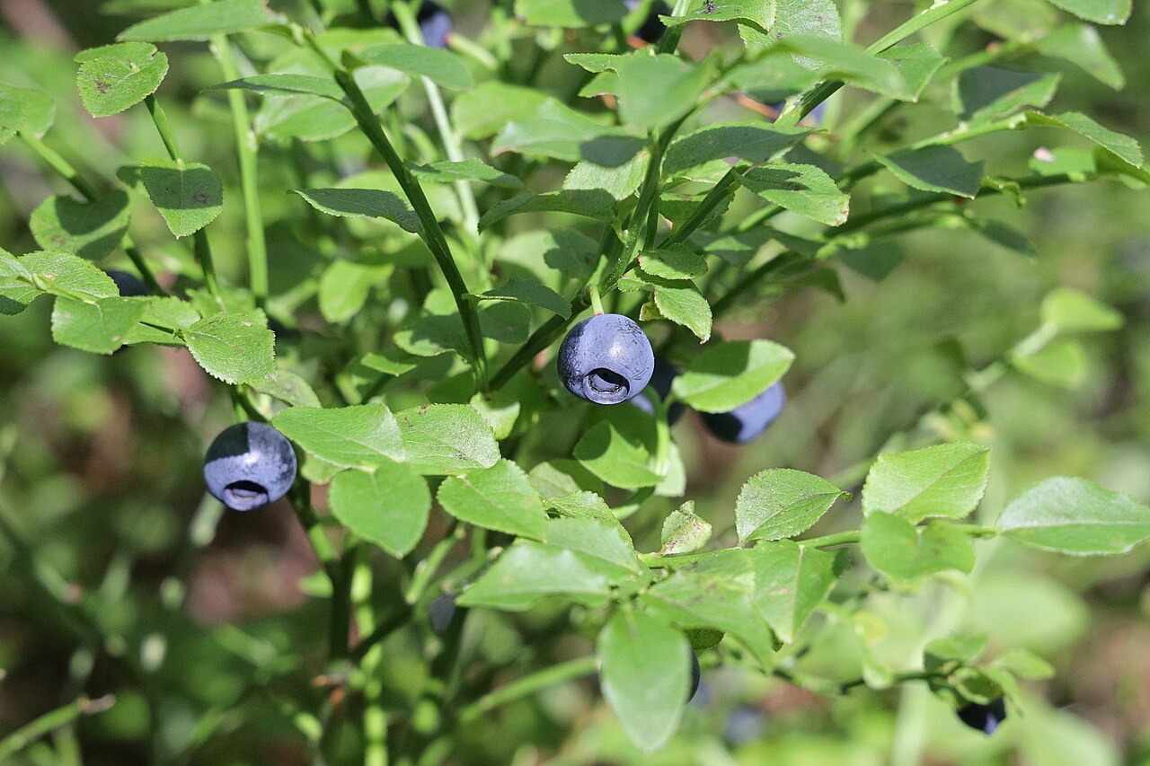 Ripe Vaccinium myrtillus bilberries among green leaves in their natural growing habitat.